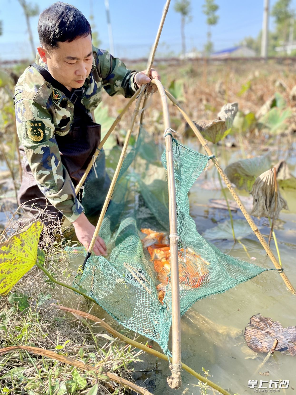 荷塘里的荷花鱼，捞起来在阳光下一片金灿灿，颜值和味道都很棒。