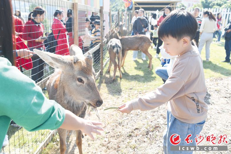 　　11月13日，长沙园林生态园鹿岛公园热闹非凡，首批9只经过驯化的小鹿与游客见面，孩子们与萌萌哒的小鹿亲密接触。长沙晚报全媒体记者 邹麟摄