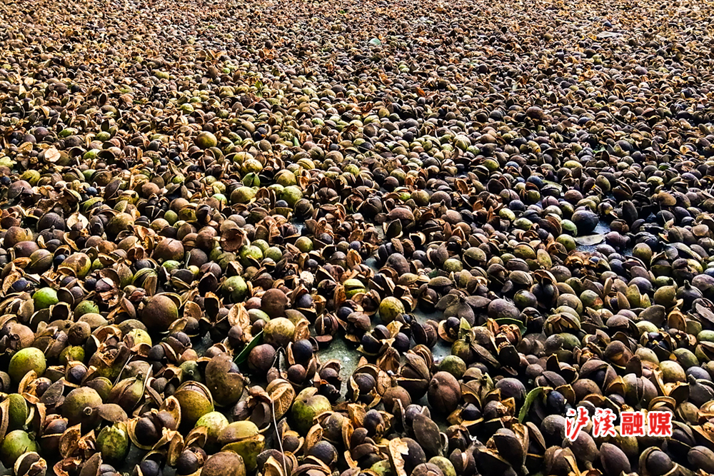 覃木阳油茶01.jpg