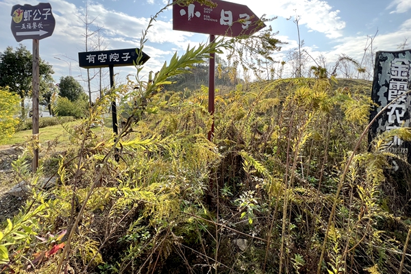 加拿大.jpg