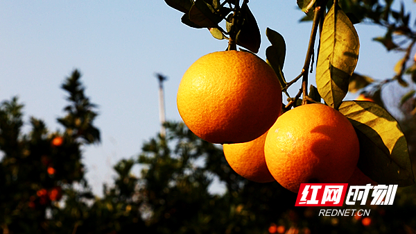 永州冷水滩：脐橙丰收果农乐