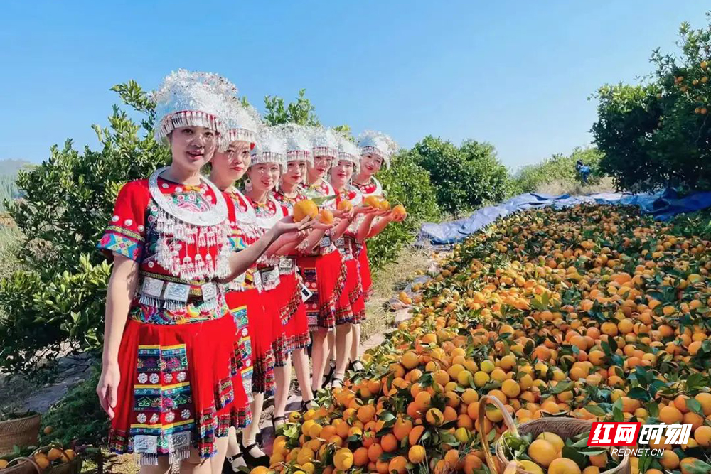 农民丰收丨泸溪浦市：民族团结手牵手 脐橙丰收笑开颜