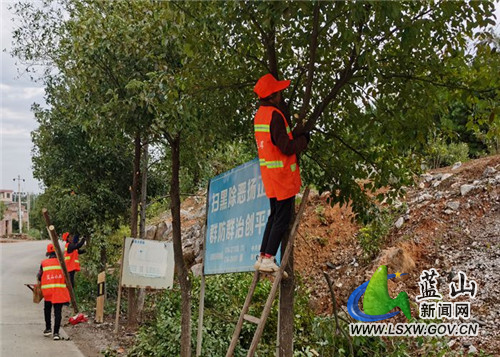 图四 行道树修枝.jpg
