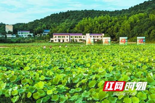湘潭县易俗河镇梅林桥村的湘莲基地。(资料图片)谭学文 摄.jpg
