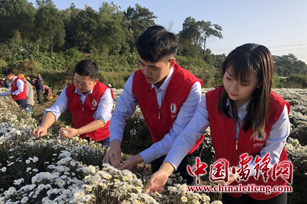 湖南雷锋纪念馆志愿者正在采摘菊花。图片来源：湖南雷锋纪念馆_副本.jpg