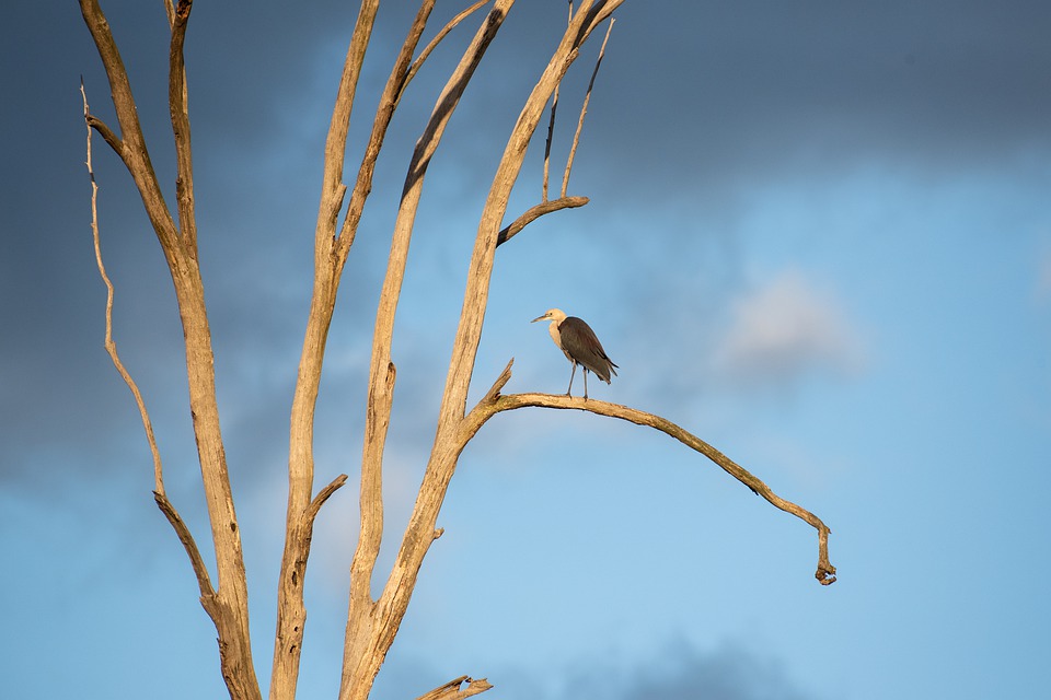 white-necked-heron-4324624_960_720.jpg white-necked-heron-4324624_960_720.jpg