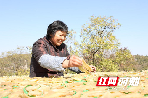 【乡村振兴】宁远:古村落打造新品牌 小红薯培育大产业01_副本500.jpg 【乡村振兴】宁远:古村落打造新品牌 小红薯培育大产业01_副本500.jpg