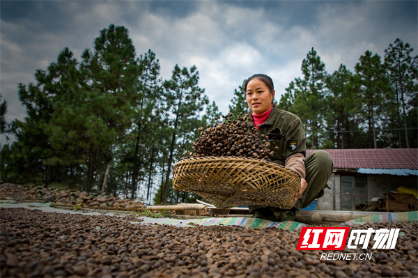 冷水滩黄阳司镇：油茶树“绿”了荒山“富”了百姓.jpg