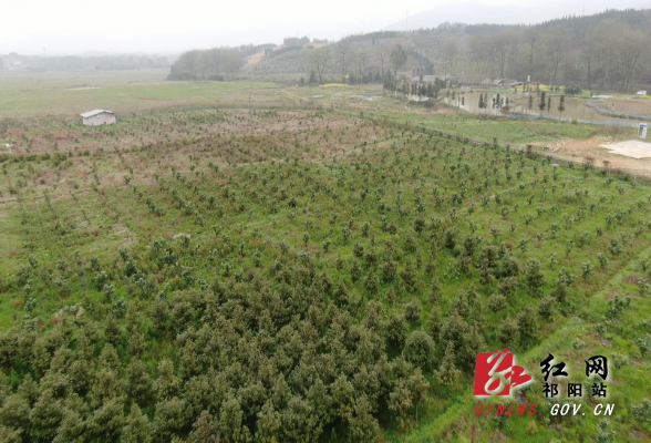 金洞楠木-1.Bmp 金洞楠木-1.Bmp