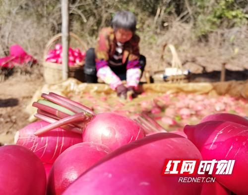 宁远：修通致富路   山村拔穷根01_副本500.jpg