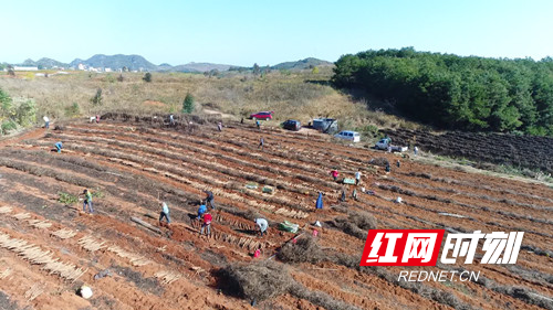 宁远:千亩淮山采挖忙 质优热销助增收1_副本500.jpg 宁远:千亩淮山采挖忙 质优热销助增收1_副本500.jpg