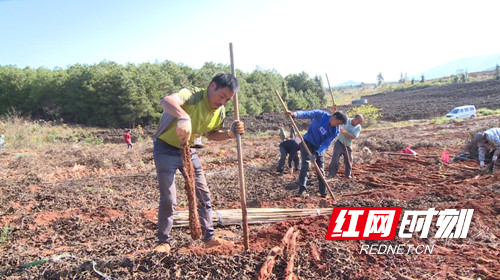 宁远:千亩淮山采挖忙 质优热销助增收2_副本500.jpg 宁远:千亩淮山采挖忙 质优热销助增收2_副本500.jpg
