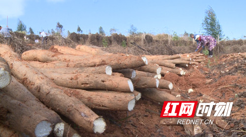 宁远:千亩淮山采挖忙 质优热销助增收4_副本500.jpg 宁远:千亩淮山采挖忙 质优热销助增收4_副本500.jpg