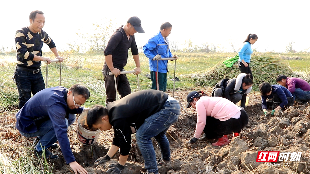 泸溪：荸荠丰产村民乐  “水美湘村”促振兴