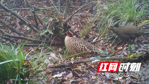 （生态宁远）宁远：九嶷山红外相机拍摄到13种国家重点保护野生动物 首次发现中华鬣羚和灰林鸮01_副本500.jpg