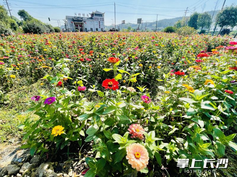 沙坪的鄉(xiāng)村道路口、田埂畔的裸露黃土，都被李德軍種上美麗的百日草、硫華菊，明年開春還有兩百畝油菜綻放鄉(xiāng)野。 長沙晚報全媒體記者 李卓 攝