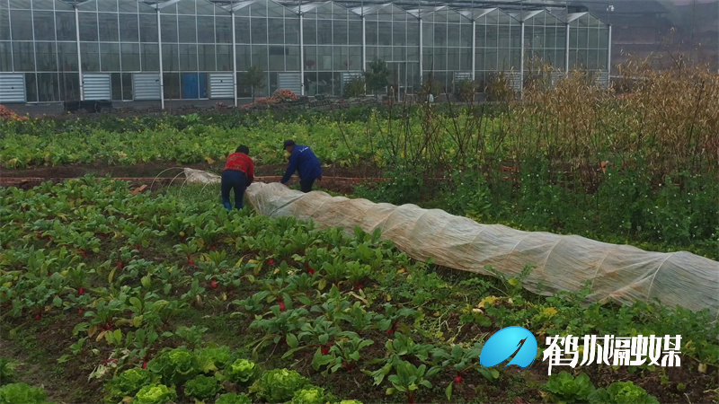 怀化鹤城区：科学应对低温寒潮天气  多举措保农作物过冬(半成品）.mp4_20211224_160231.075.jpg