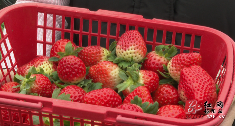 草莓-3.Bmp 草莓-3.Bmp