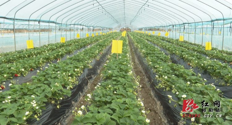 草莓-4.Bmp 草莓-4.Bmp