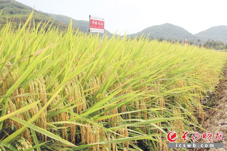 　　由金健种业选育的华浙优261获得全国优质稻（籼稻）食味鉴评金奖，并在海南陵水进行展示。