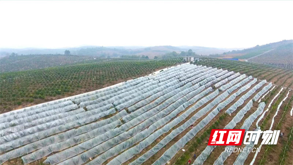 永州冷水滩：防冻抗灾“飞机”来帮忙.jpg
