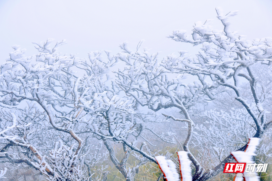 “冻”真格，怀化多地迎今冬第一场雪，美景不逊“北国风光”！