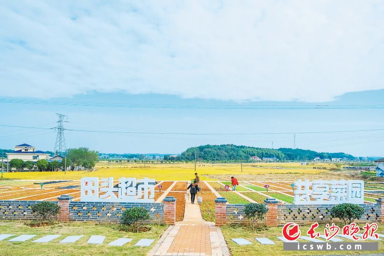 　　长沙县春华镇充分发挥群众主观能动性，推动美丽宜居村庄建设，打造“共享菜园”，让乡村振兴结出丰硕成果。                  章帝 摄