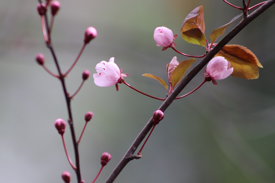pink-4053094_960_720.jpg