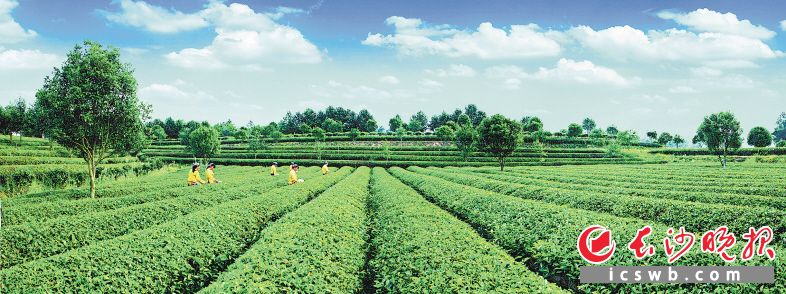 　　“茶香小镇”金井镇正打出茶旅融合新名片，将特色茶叶、田园风光与现代旅游巧妙“联谊”，打造“世外长沙 绿茶天堂”。 　　市农业农村局供图