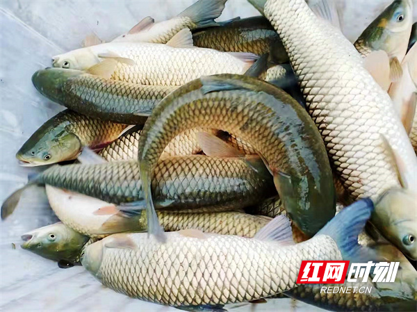 麦子园村1.jpg 麦子园村1.jpg