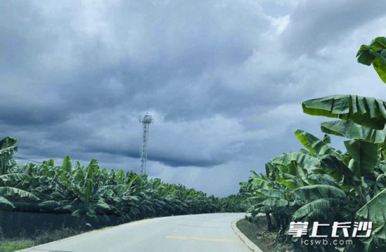 平整的机耕路在香蕉种植园中蜿蜒穿行。