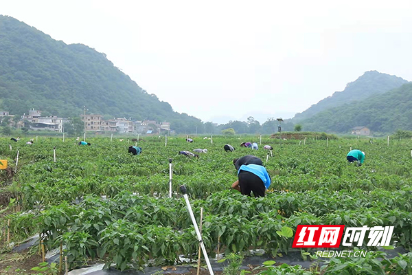 湖南江永：“四个一批”打造大湾区“菜篮子”产业链