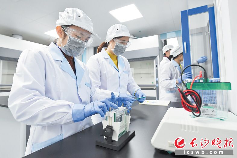 岳麓是中部检验检测高地,图为工作人员正在实验室操作。