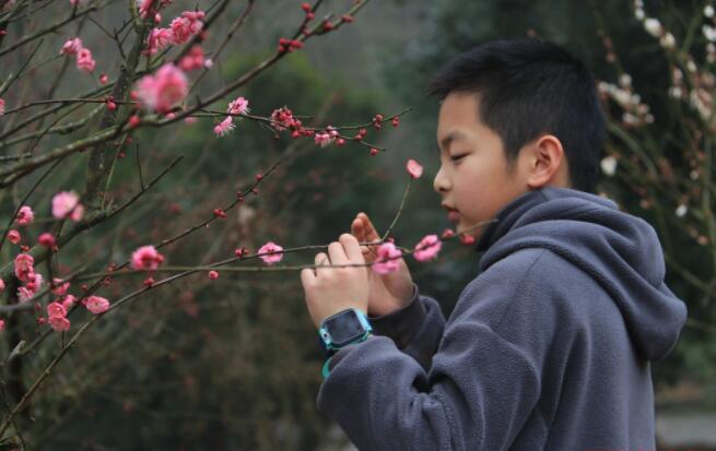 赏梅佳期已到，可来明珠国际娱乐省植物园接受“五福花”的美好祝福