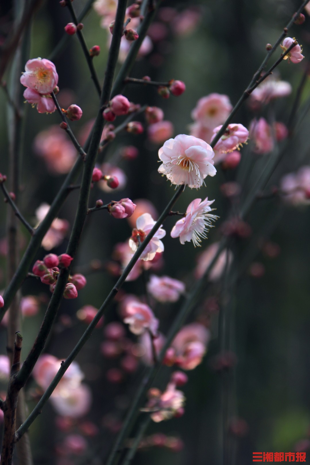 赏梅佳期已到，可来湖南省植物园接受“五福花”的美好祝福