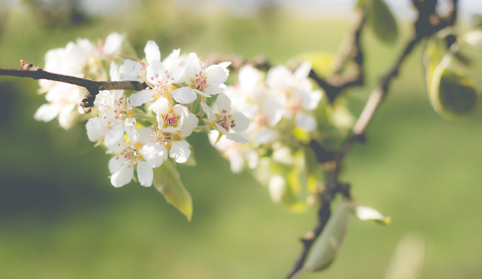 pear-blossom-1548475_960_720.jpg