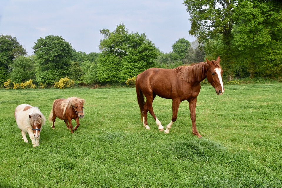 horse-5110558_960_720.jpg