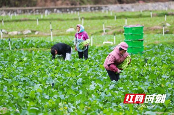 湖南新田：采收蔬菜保供给2.jpg