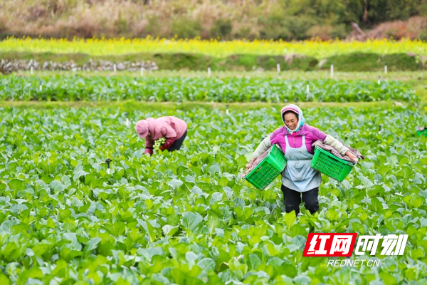 湖南新田：采收蔬菜保供给1.jpg