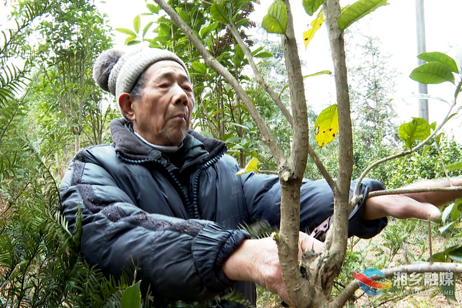 新春走基层古稀老人种树20余载把荒山变金山