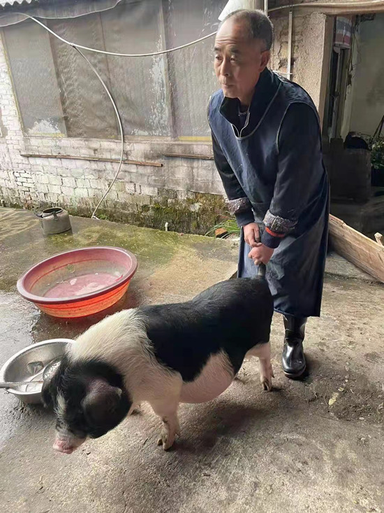 农户正在准备杀年猪（宁乡花猪）。受访单位供图