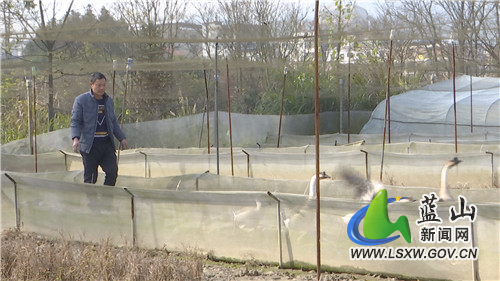 塔峰镇社门村：大鹅“守护”青蛙冬眠  保障菜篮子稳供应  1.jpg