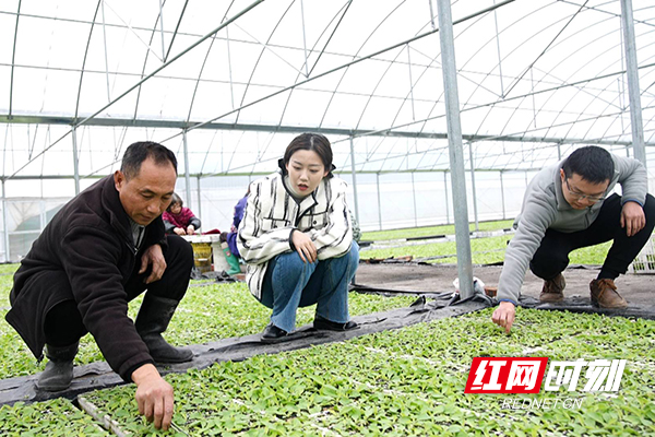 育苗工场内烟叶技术员在观察了解烟苗生长情况.jpg