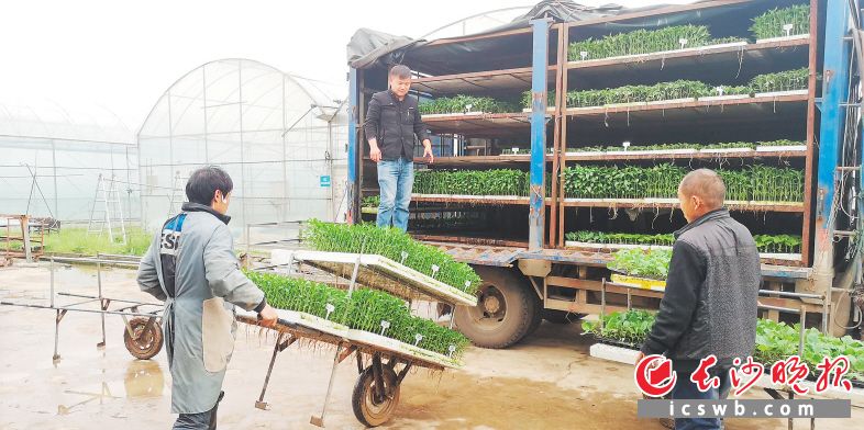 　　位于望城区的湖南农美农业科技股份有限公司育苗基地迎来“开门红”，前来采购的客户络绎不绝。　　长沙晚报全媒体记者 钱娟 摄