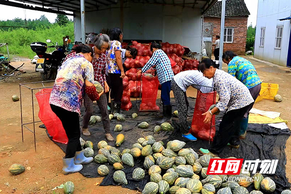 种植基地内工作人员在打包香芋南瓜.jpg