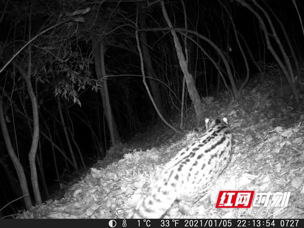 邵阳绥宁：黄桑国家级自然保护区发现多只豹猫活动