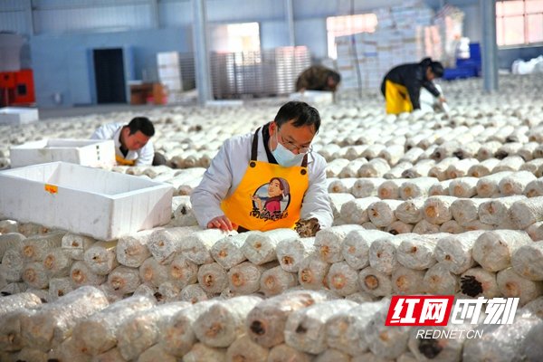 郴州绿之然食用菌种植基地里，工人们正在抓紧采摘平菇  周峰摄  红网.jpg