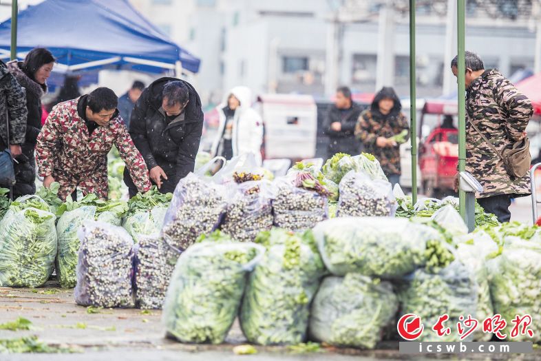 　　21日，记者在长沙黄兴海吉星国际农产品物流园看到，蔬菜批发人气颇旺。不少前来采购的商家告诉记者，为了应对低温雨雪天气，他们提前进货，以备市场需求。　　长沙晚报全媒体记者 黄启晴 摄