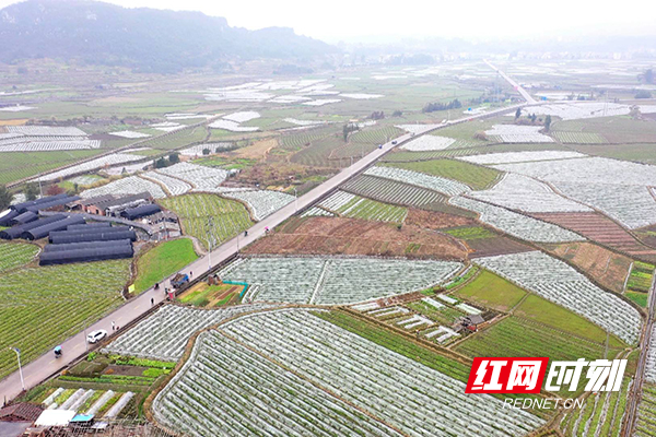 香芋种植基地航拍.JPG