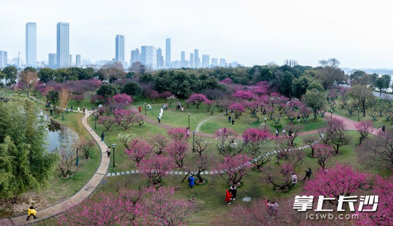 橘洲梅园里，各种梅花竞相开放，香气扑鼻，让来自全国各地的游客陶醉其中。